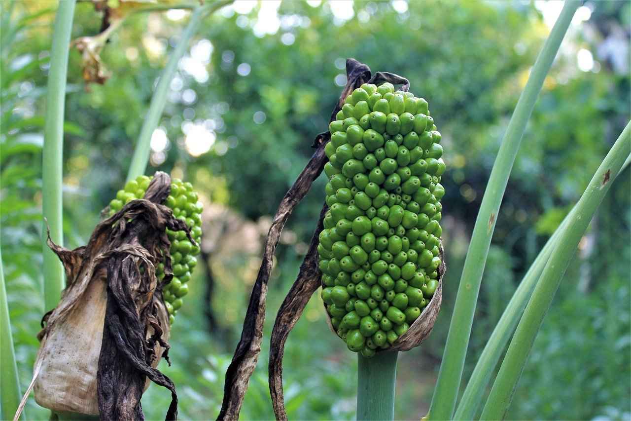 Bit İlaçlarının Etkisi