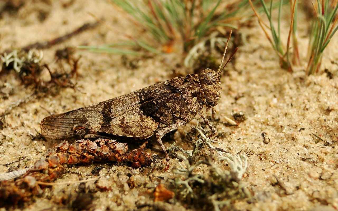 Bitlerin Sağlık Üzerindeki Etkileri