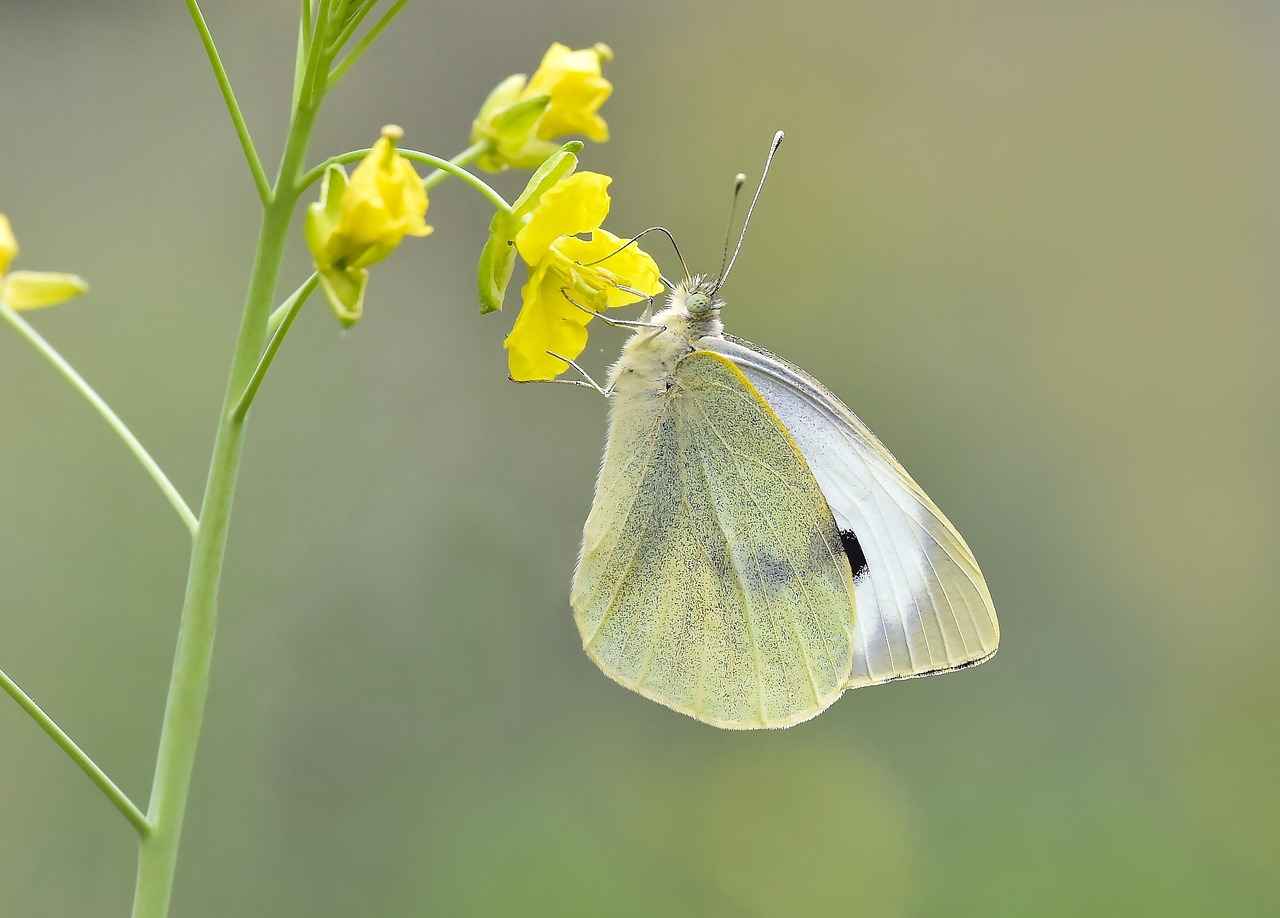 Bit ve Pireyle Mücadelede Doğal Yöntemler