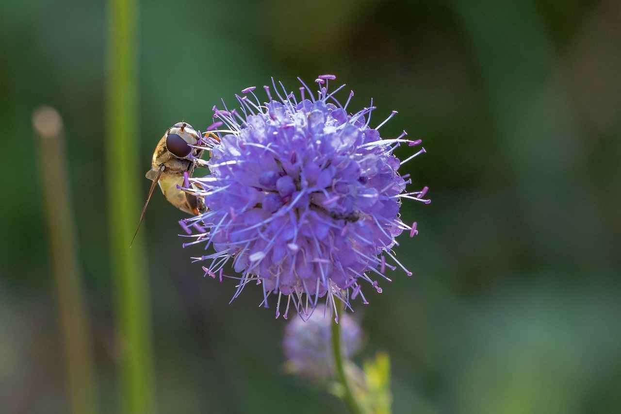 Bitlerden Korunmanın En İyi Yolları