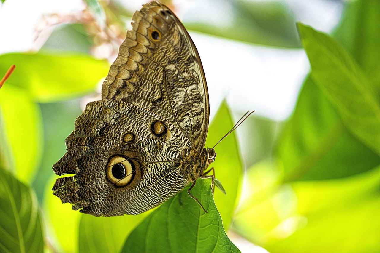Bitlerle Mücadelede Aile ve Toplum Desteği