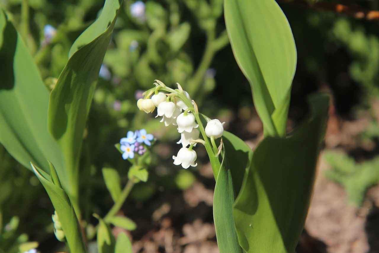 Bitlerle Mücadelede Doğal Yöntemler