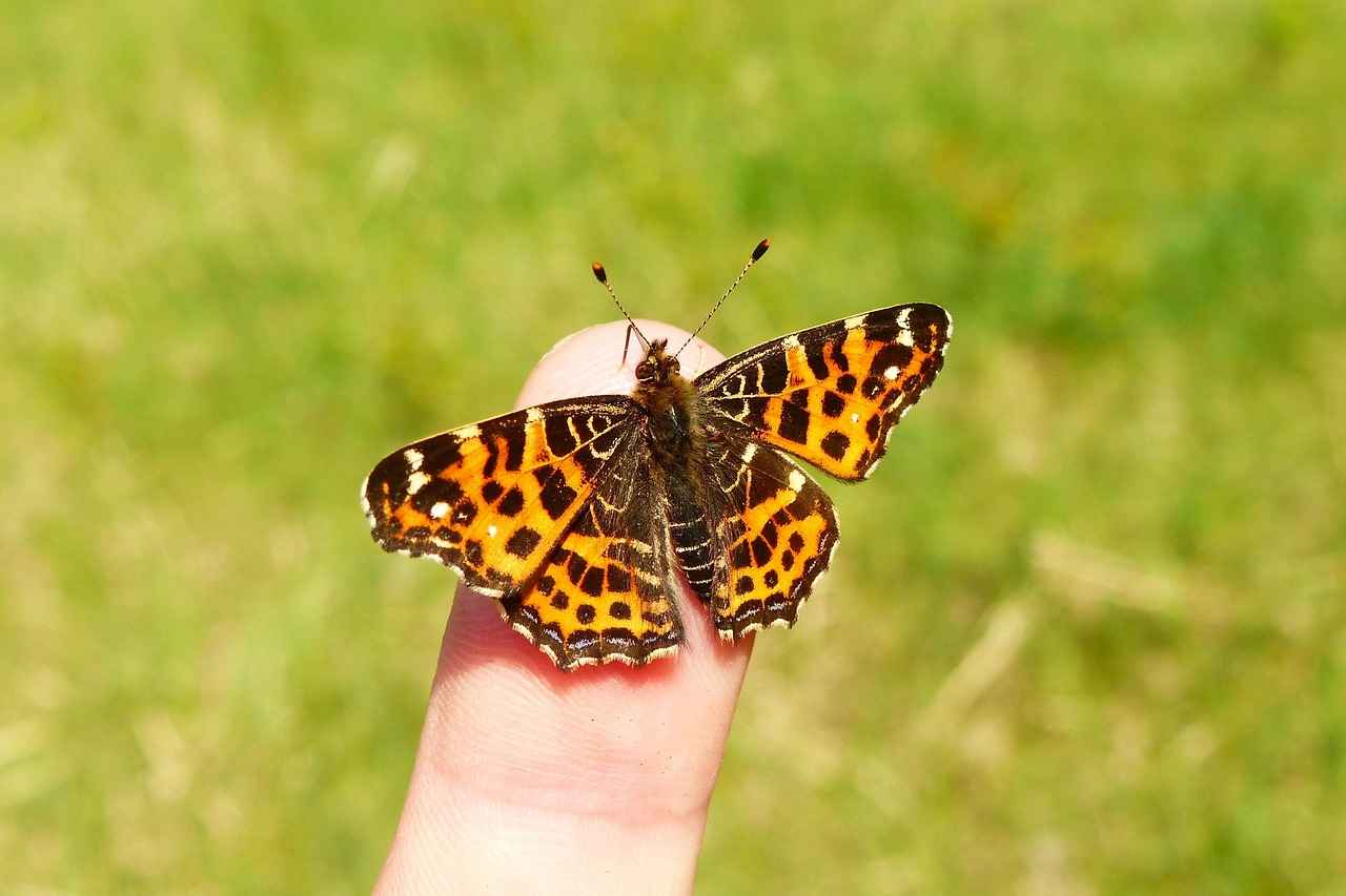 Bitlerle İlgili Mitler ve Gerçekler