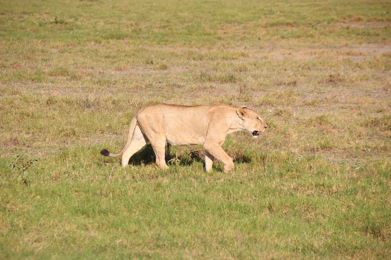 Kene Sorununa Son Vermenin Yolları