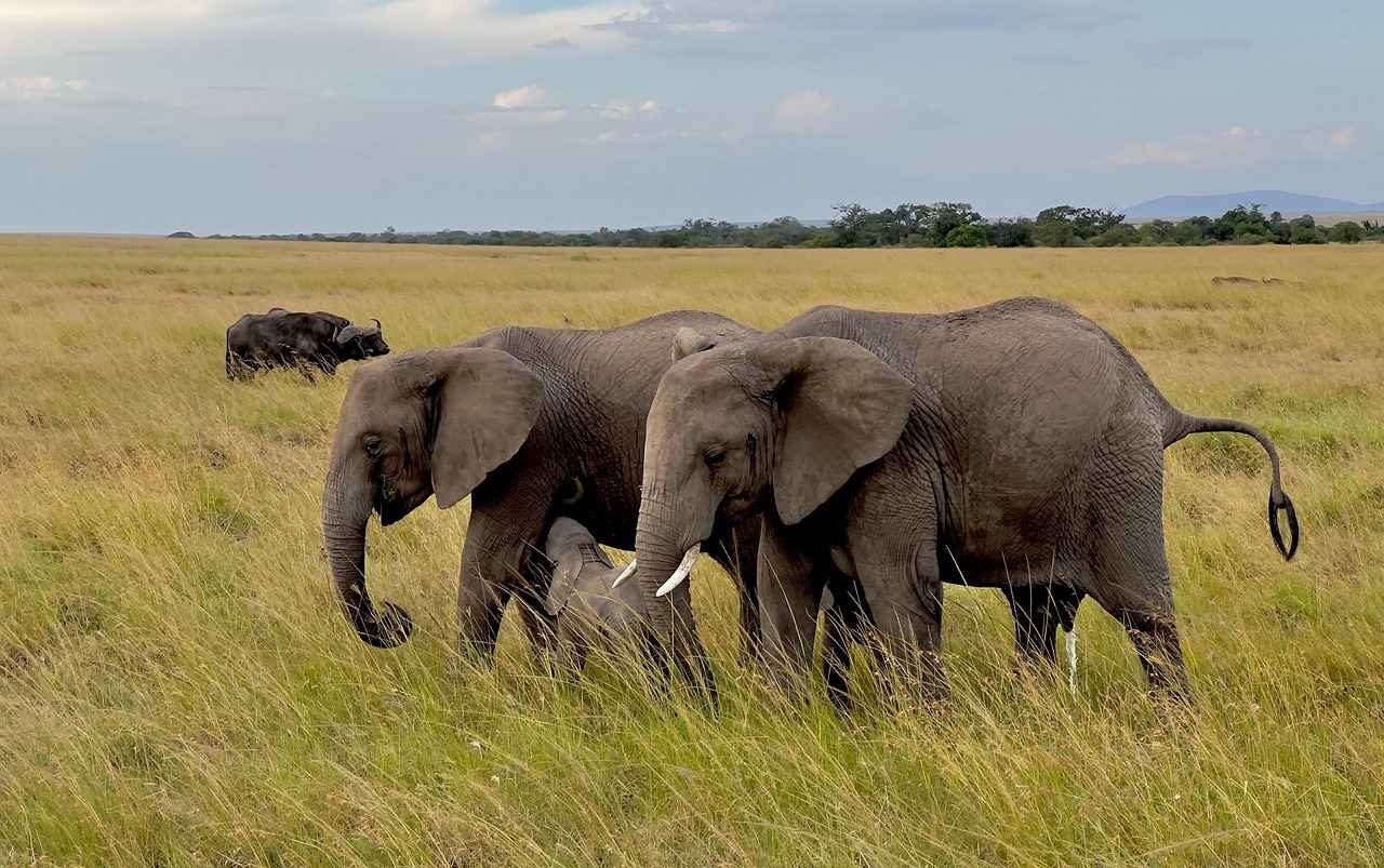 Kenelerden Korunma Yöntemleri