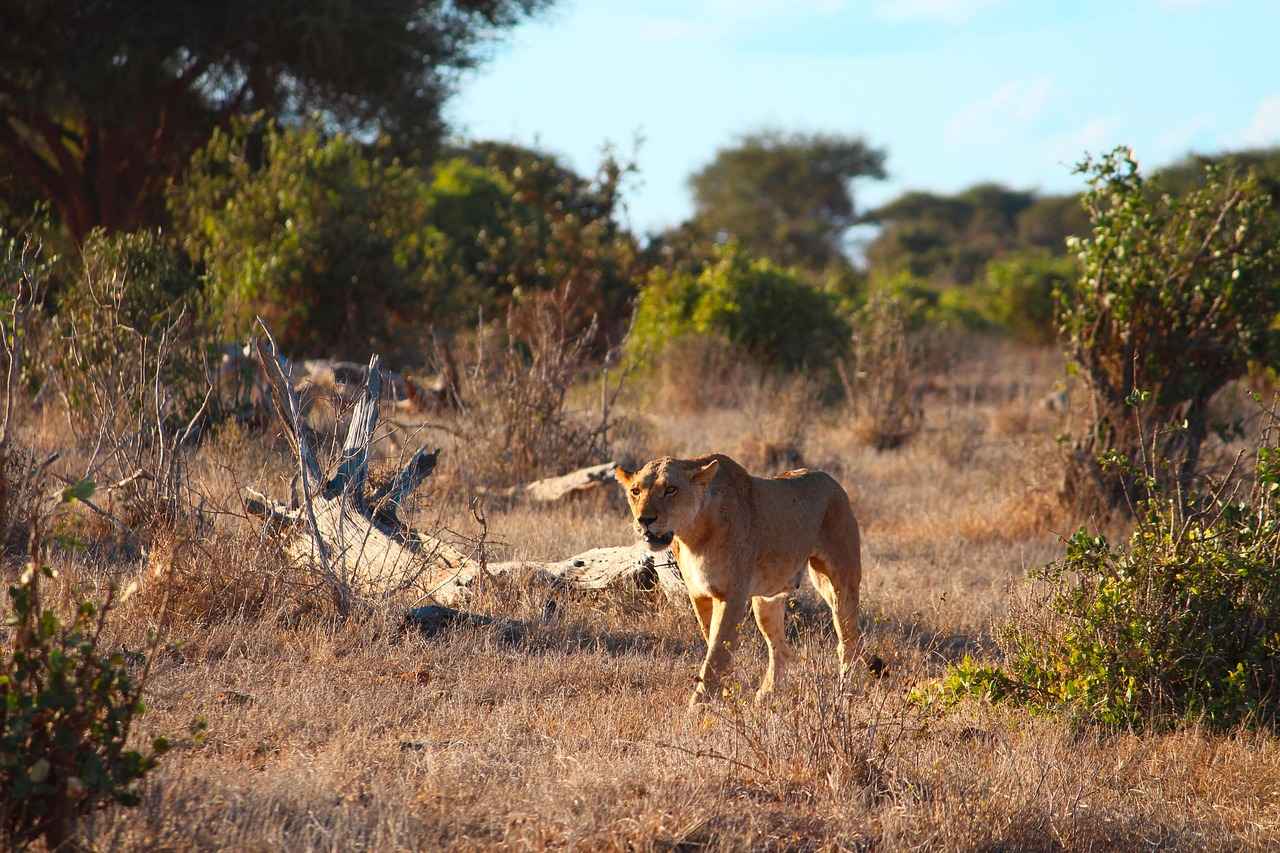 Kene Isırığı Belirtileri Nelerdir?