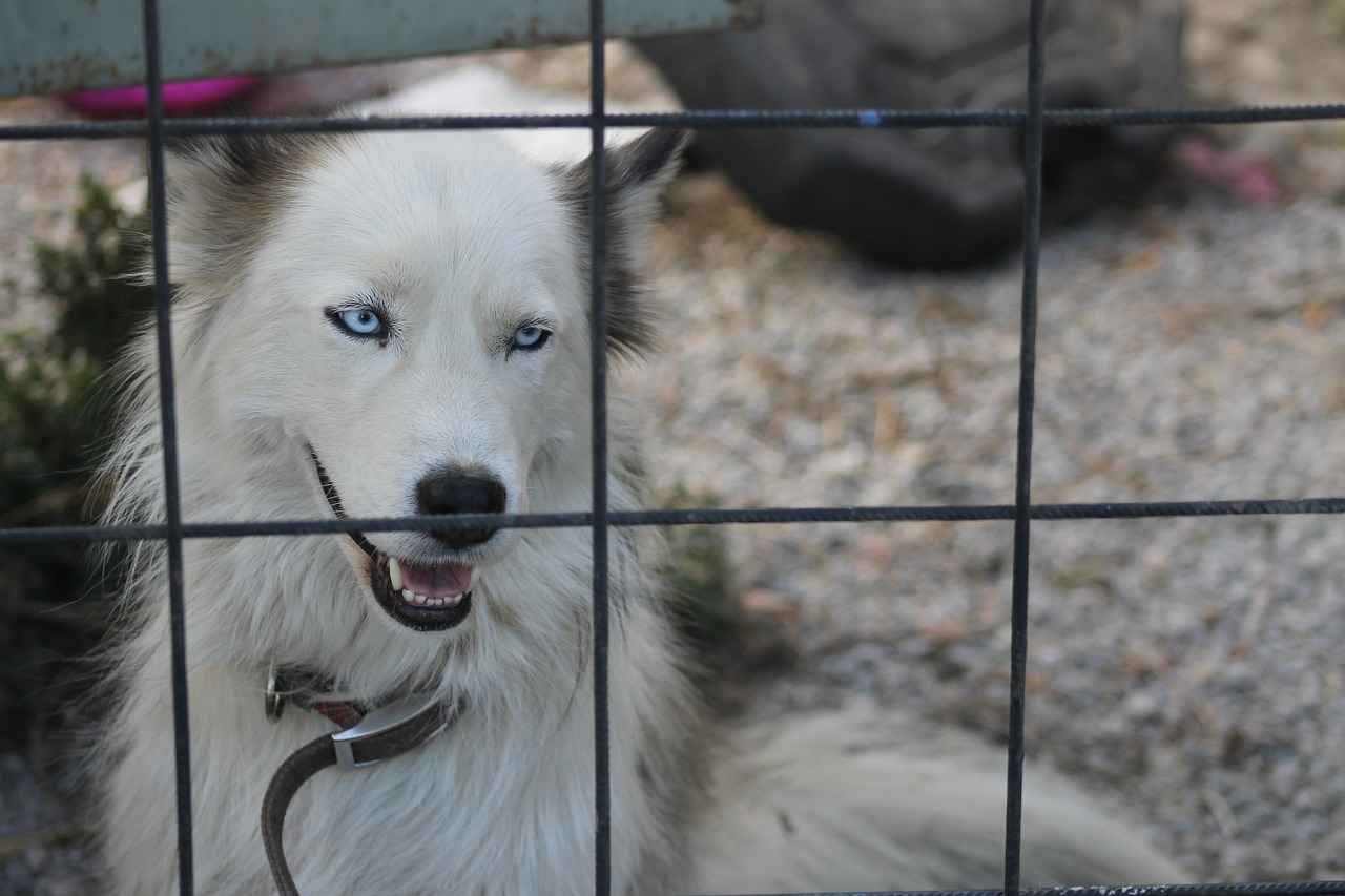 Pirelerin Neden Olduğu Sorunlar