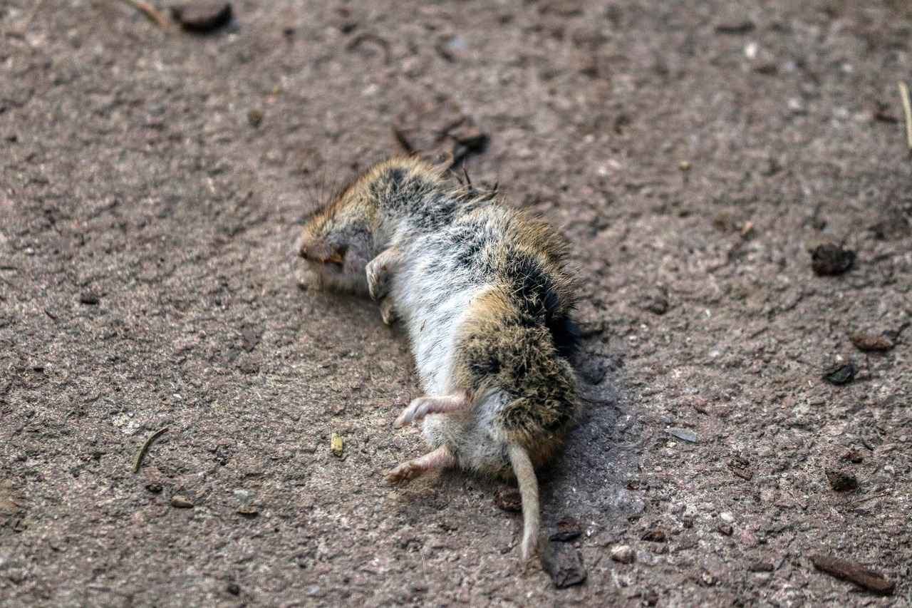 Pire İlaçları Türleri