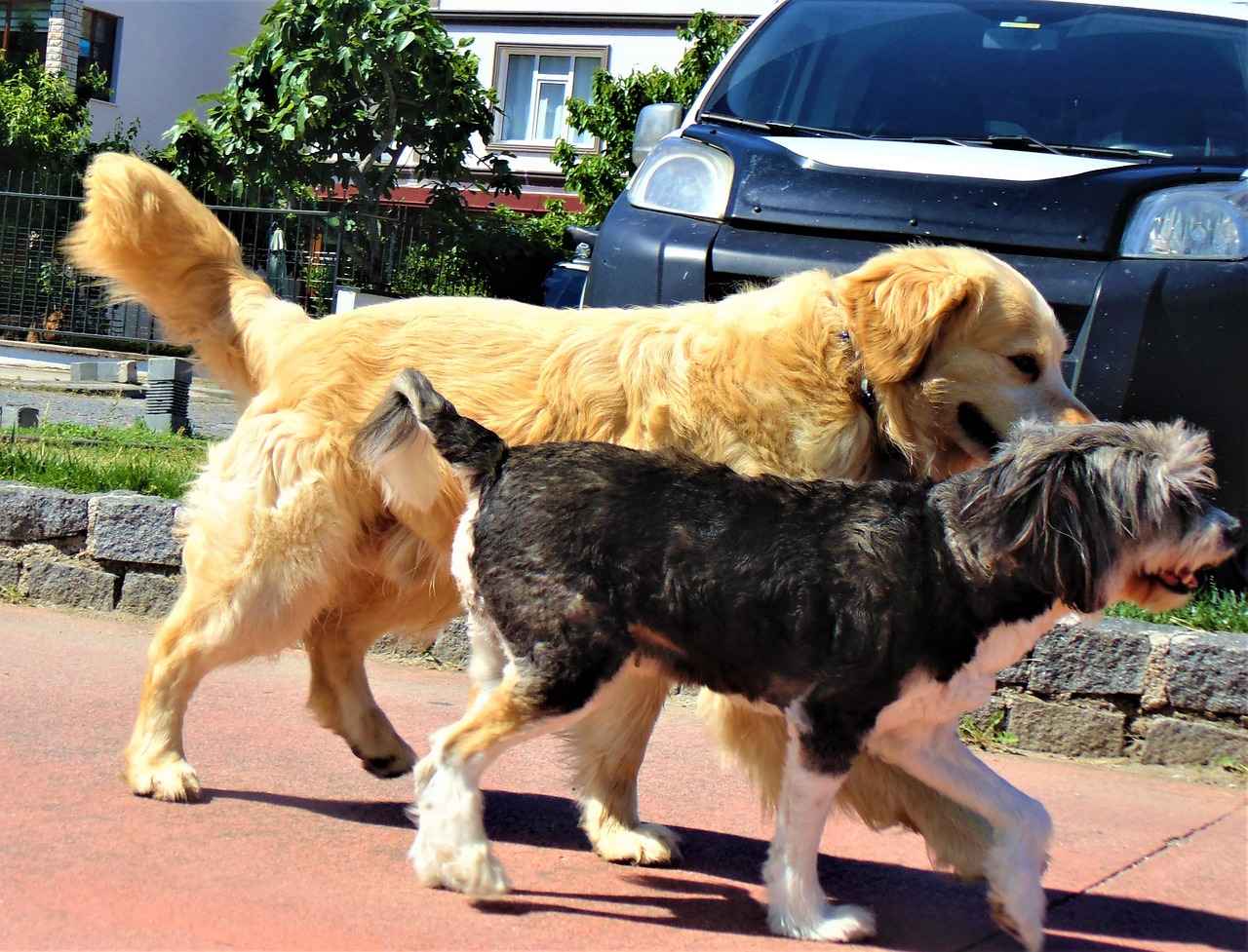 Pireler Neden Tehlikeli ve Nasıl Yayılır?
