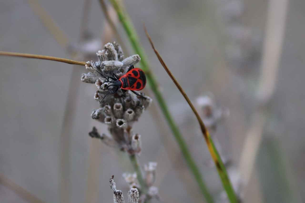 Pirelerle Mücadelede Önleyici Tedbirler